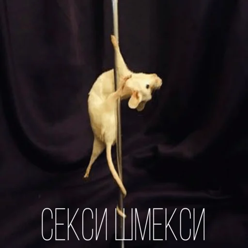 😍 Стикер «Крыски для переписки» для Telegram