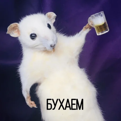🍺 Стикер «Крыски для переписки» для Telegram