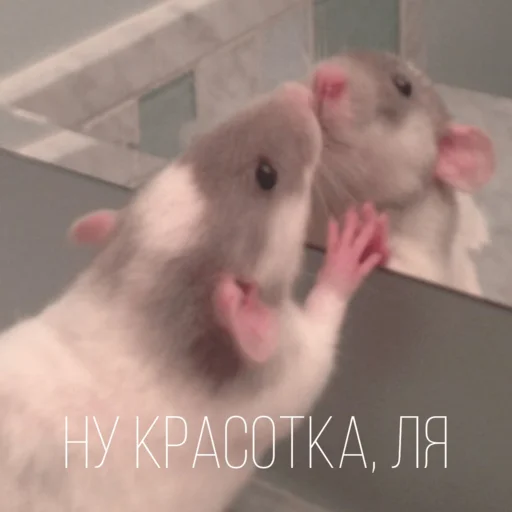 😘 Стикер «Крыски для переписки» для Telegram