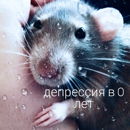 😓 Стикер «Крыски для переписки» для Telegram