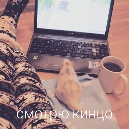 🙃 Стикер «Крыски для переписки» для Telegram