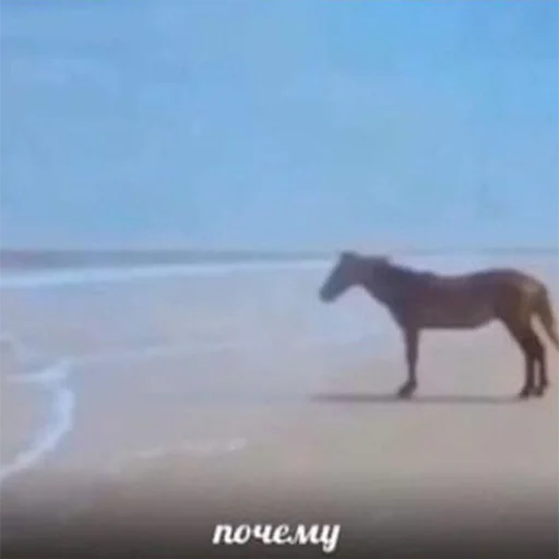 ❓ Стикер «ачё)» для Telegram