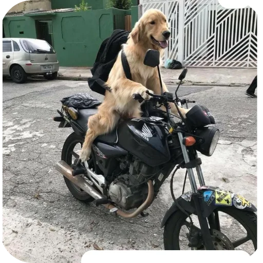 🏍 Стикер «КРУТЫЕ ПСЫ» для Telegram