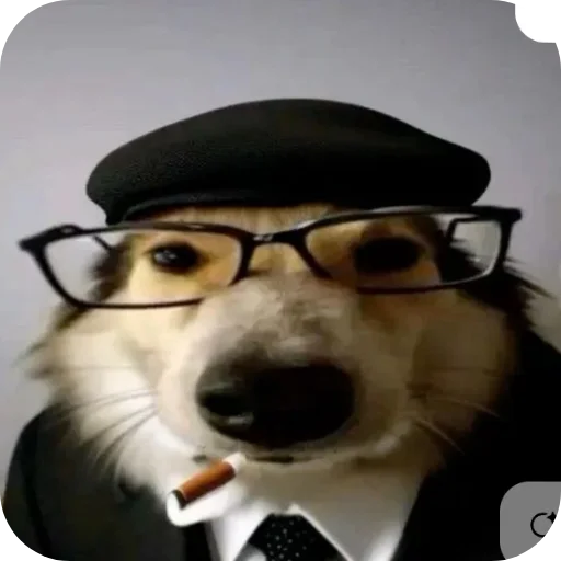 🎩 Стикер «КРУТЫЕ ПСЫ» для Telegram
