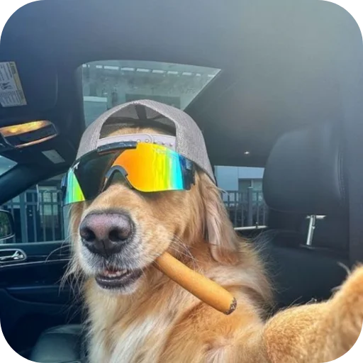 🐶 Стикер «КРУТЫЕ ПСЫ» для Telegram