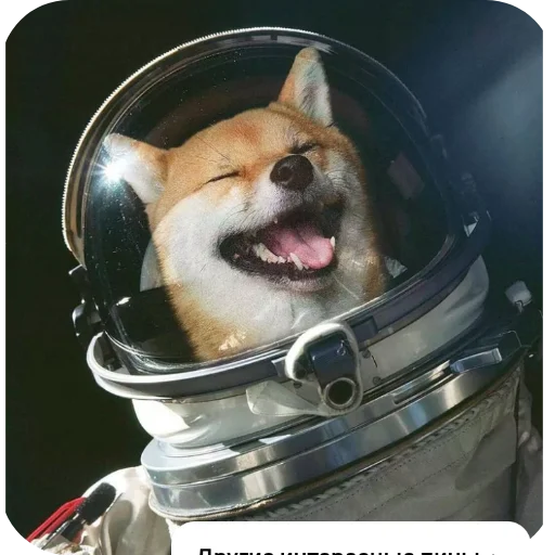 🖼 Стикер «КРУТЫЕ ПСЫ» для Telegram