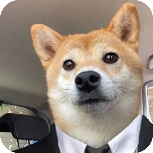 🐶 Стикер «КРУТЫЕ ПСЫ» для Telegram