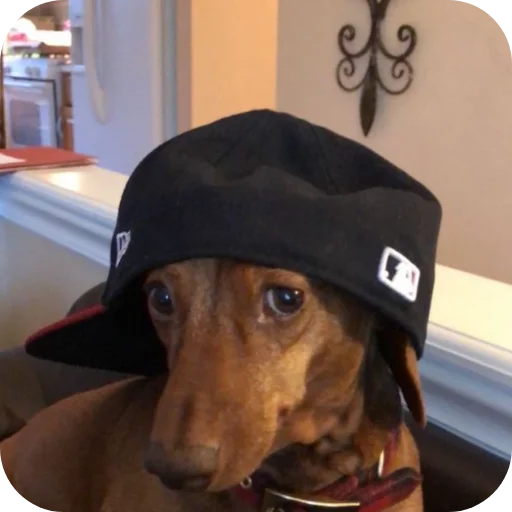 🐶 Стикер «КРУТЫЕ ПСЫ» для Telegram