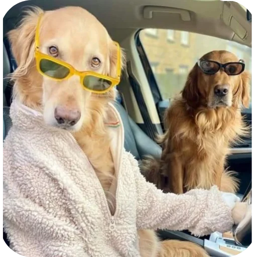 🐶 Стикер «КРУТЫЕ ПСЫ» для Telegram