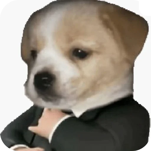 🐶 Стикер «КРУТЫЕ ПСЫ» для Telegram
