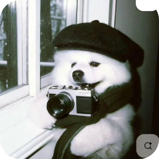 📷 Стикер «КРУТЫЕ ПСЫ» для Telegram