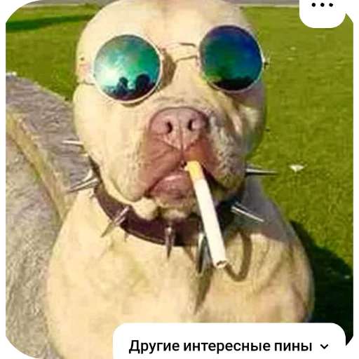 🖼 Стикер «КРУТЫЕ ПСЫ» для Telegram