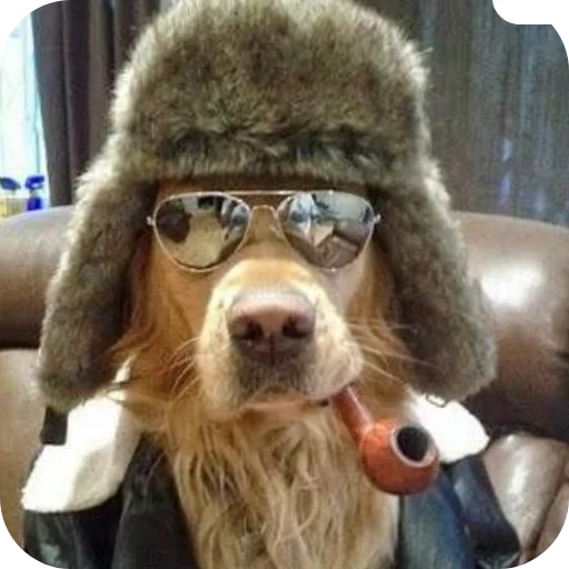 💇 Стикер «КРУТЫЕ ПСЫ» для Telegram