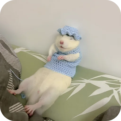 🥰 Стикер «Крыски 1» для Telegram