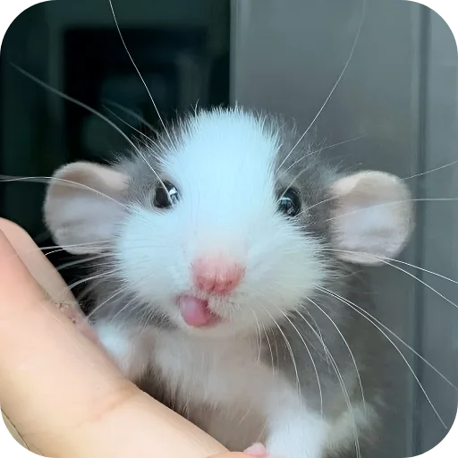 🥰 Стикер «Крыски 1» для Telegram