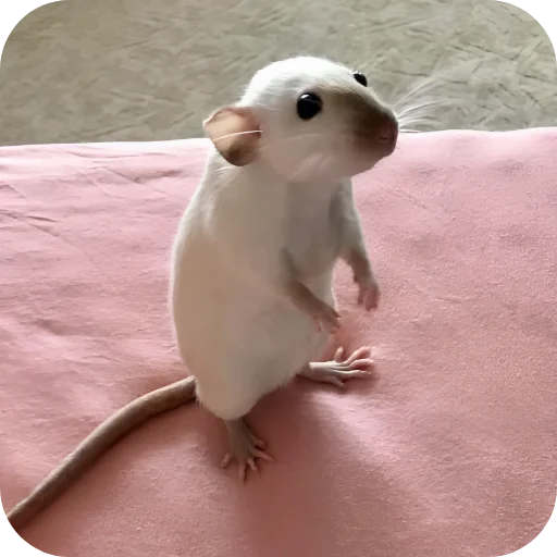 🥰 Стикер «Крыски 1» для Telegram