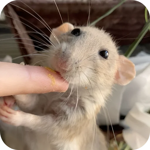 🥰 Стикер «Крыски 1» для Telegram