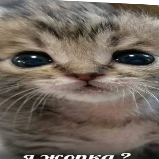 🥺 Стикер «йоу» для Telegram