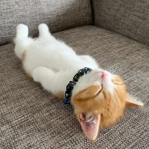 😼 Стикер «чушь и ерунда» для Telegram
