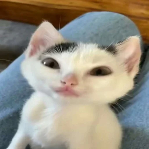😺 Стикер «чушь и ерунда» для Telegram