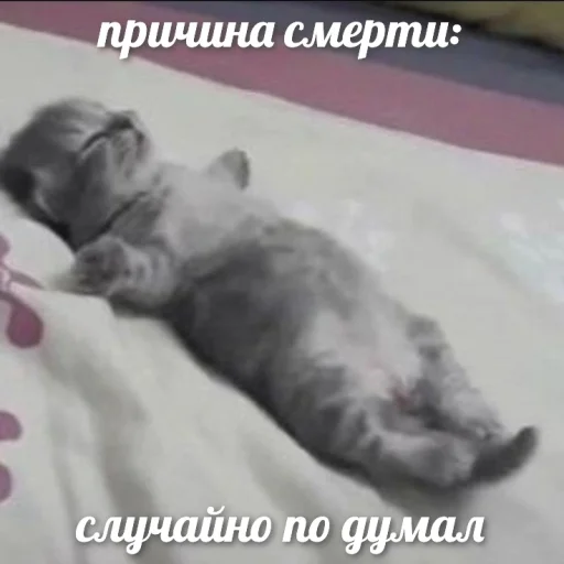 😿 Стикер «чушь и ерунда» для Telegram