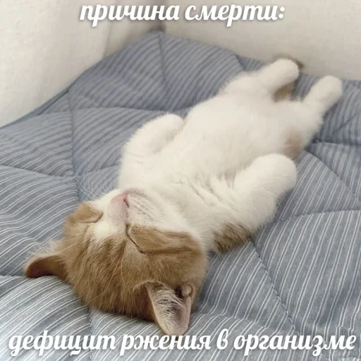 😾 Стикер «чушь и ерунда» для Telegram