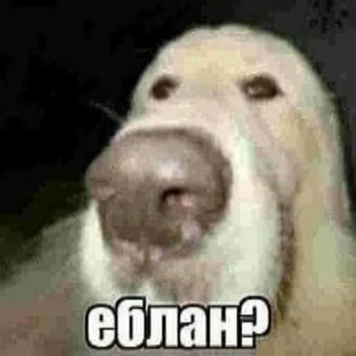 ❓ Стикер «чушь и ерунда» для Telegram