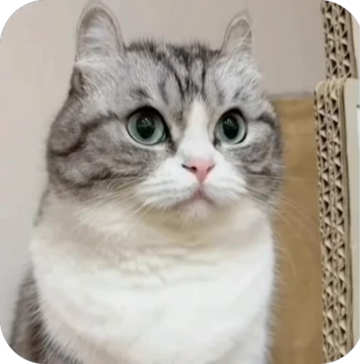 🫥 Стикер «китики» для Telegram