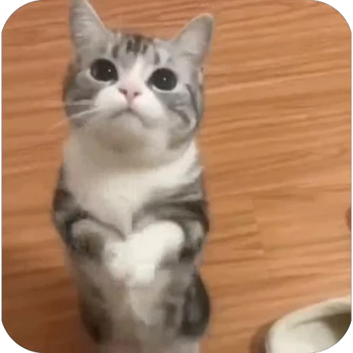 🫥 Стикер «китики» для Telegram