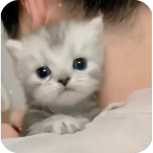 🫥 Стикер «китики» для Telegram