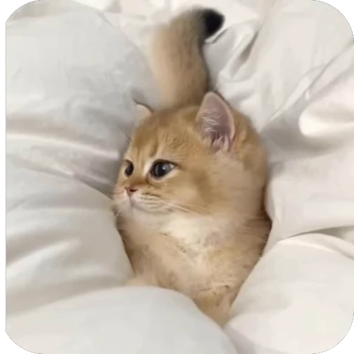 🫥 Стикер «китики» для Telegram