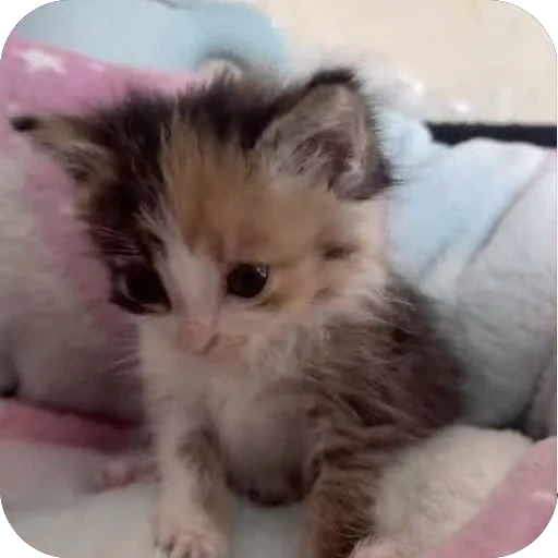 🫥 Стикер «китики» для Telegram