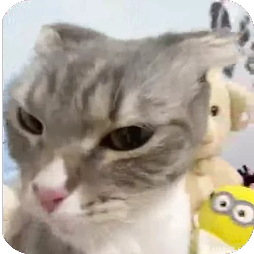 🫥 Стикер «китики» для Telegram