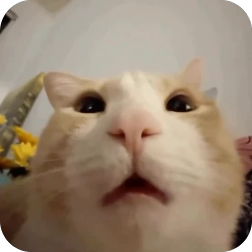 🫥 Стикер «китики» для Telegram