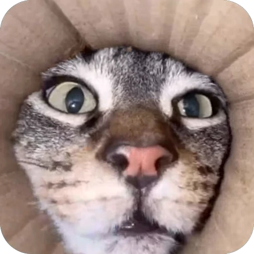 🥰 Стикер «китики» для Telegram