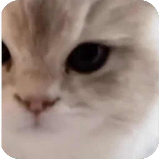 🫥 Стикер «китики» для Telegram