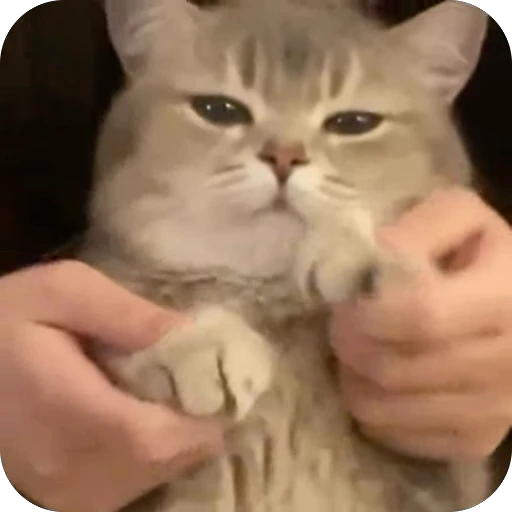🫥 Стикер «китики» для Telegram