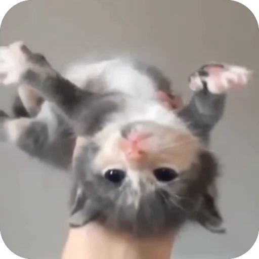 🫥 Стикер «китики» для Telegram