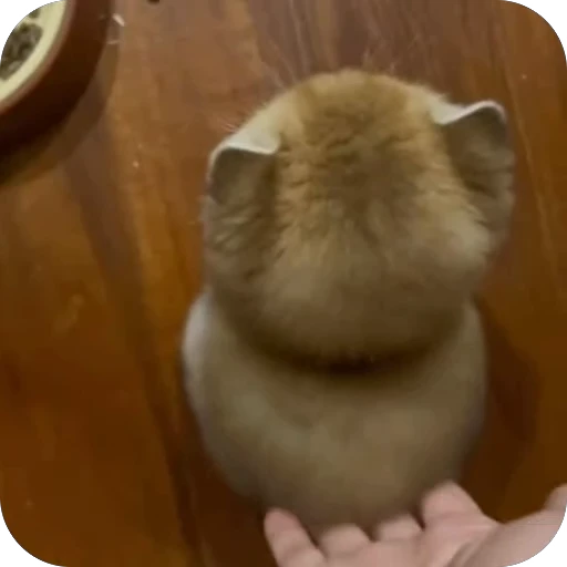 🫥 Стикер «китики» для Telegram