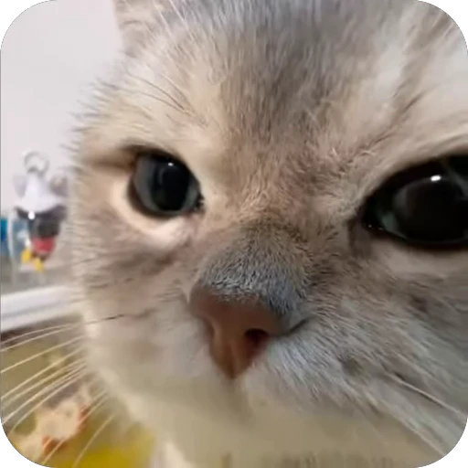 🫥 Стикер «китики» для Telegram