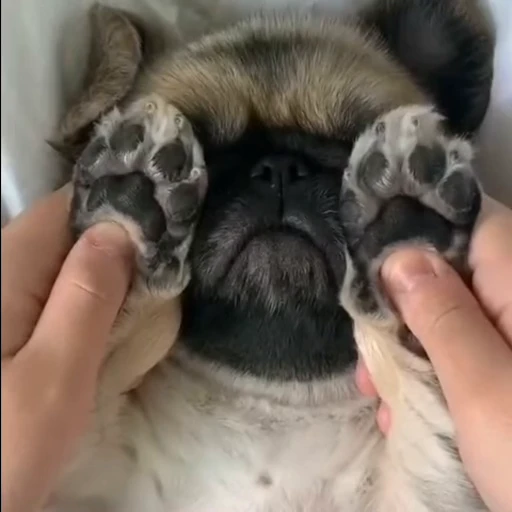 🥺 Стикер «сабачьки» для Telegram
