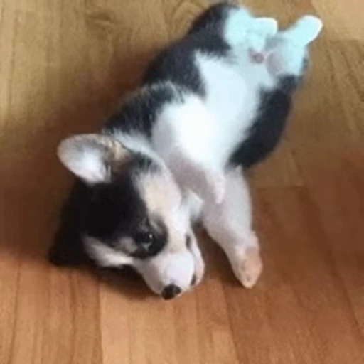 🥰 Стикер «сабачьки» для Telegram
