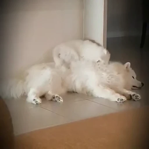 ❤️ Стикер «сабачьки» для Telegram