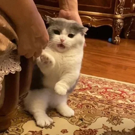 🐶 Стикер «ano» для Telegram