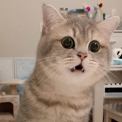 🐶 Стикер «ano» для Telegram