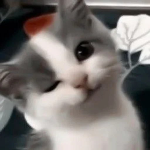 🐶 Стикер «ano» для Telegram