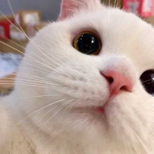 🐶 Стикер «ano» для Telegram