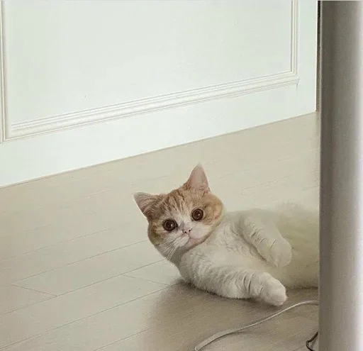🐶 Стикер «ano» для Telegram