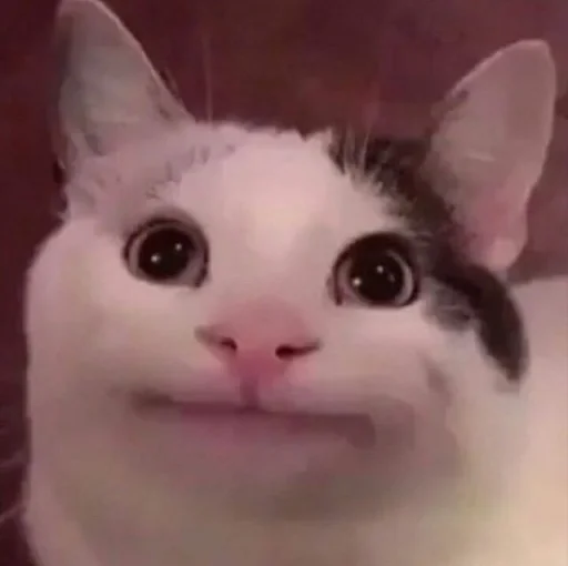 🐈 Стикер «kucing» для Telegram