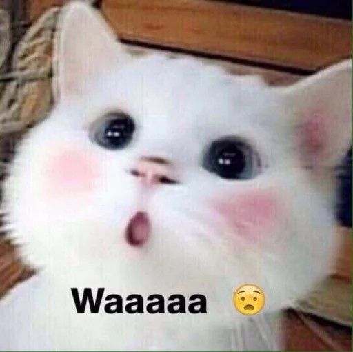 🐈 Стикер «kucing» для Telegram